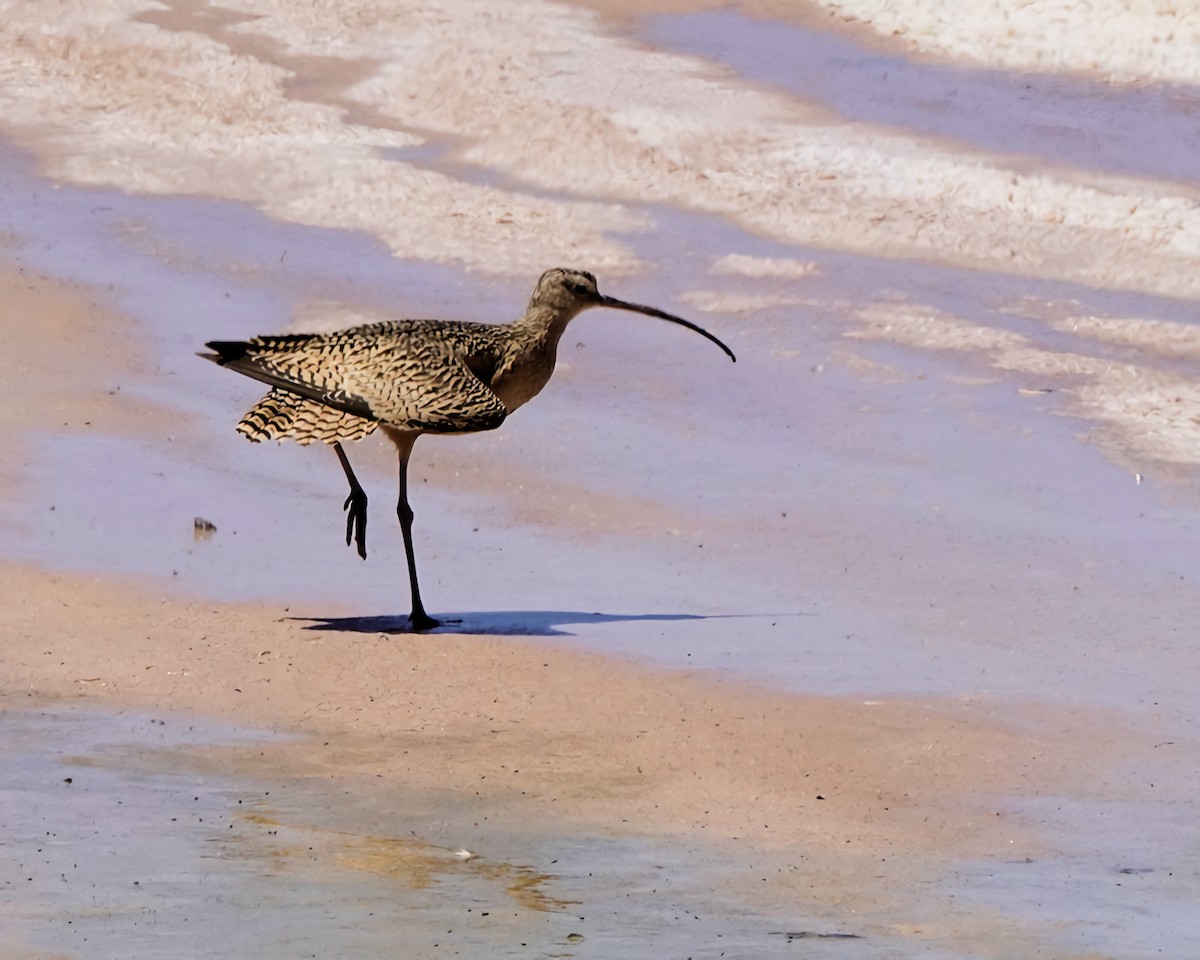 Long-billed Curlew - ML619248354