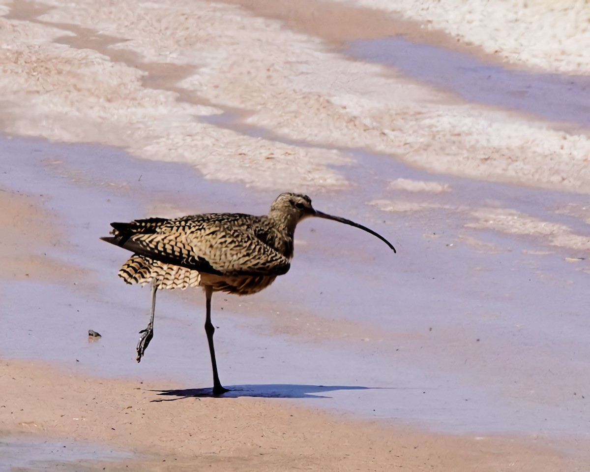 Long-billed Curlew - ML619248358