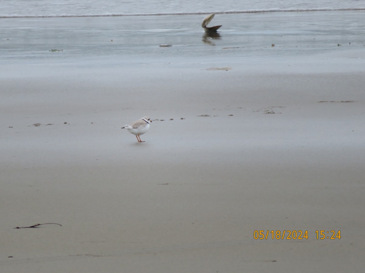 Piping Plover - ML619248375
