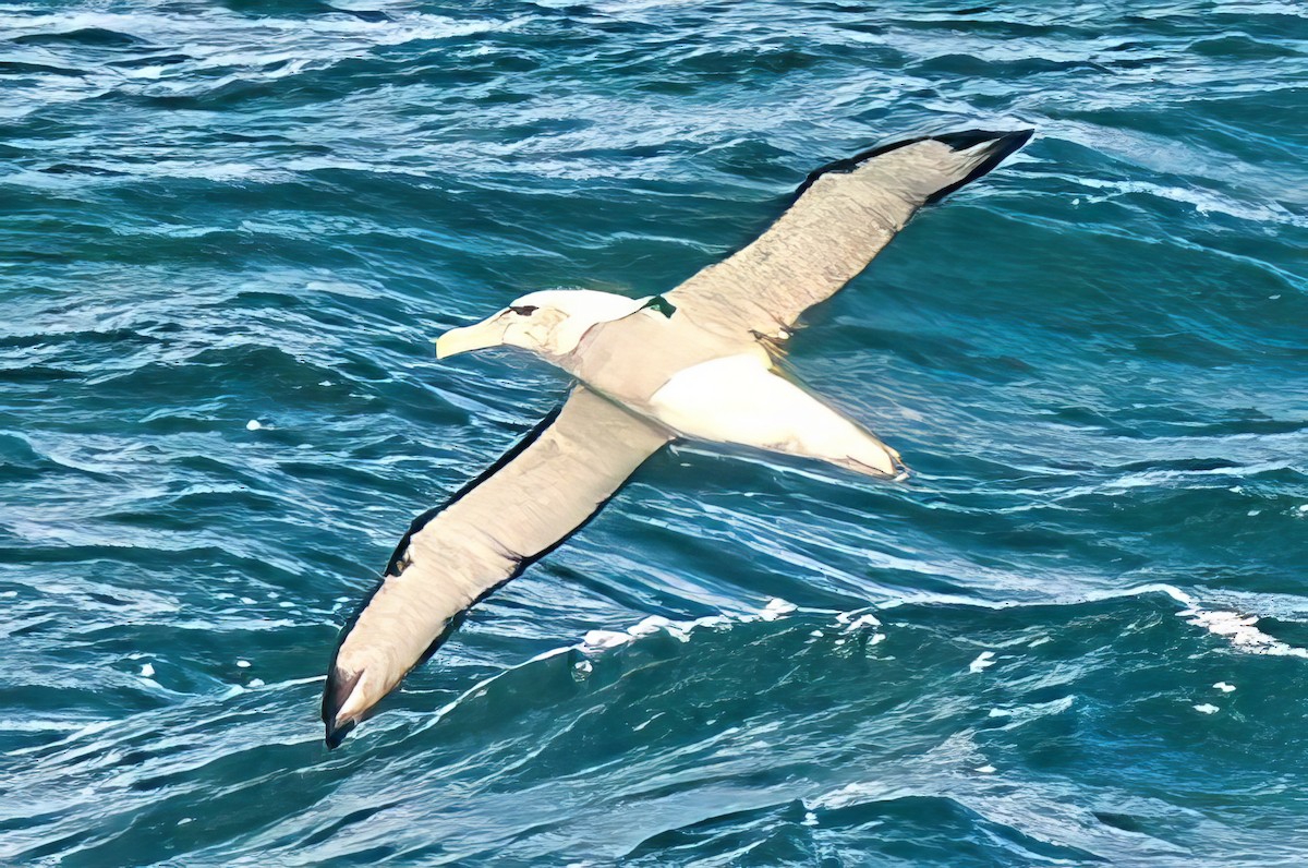 White-capped Albatross (cauta) - ML619248419
