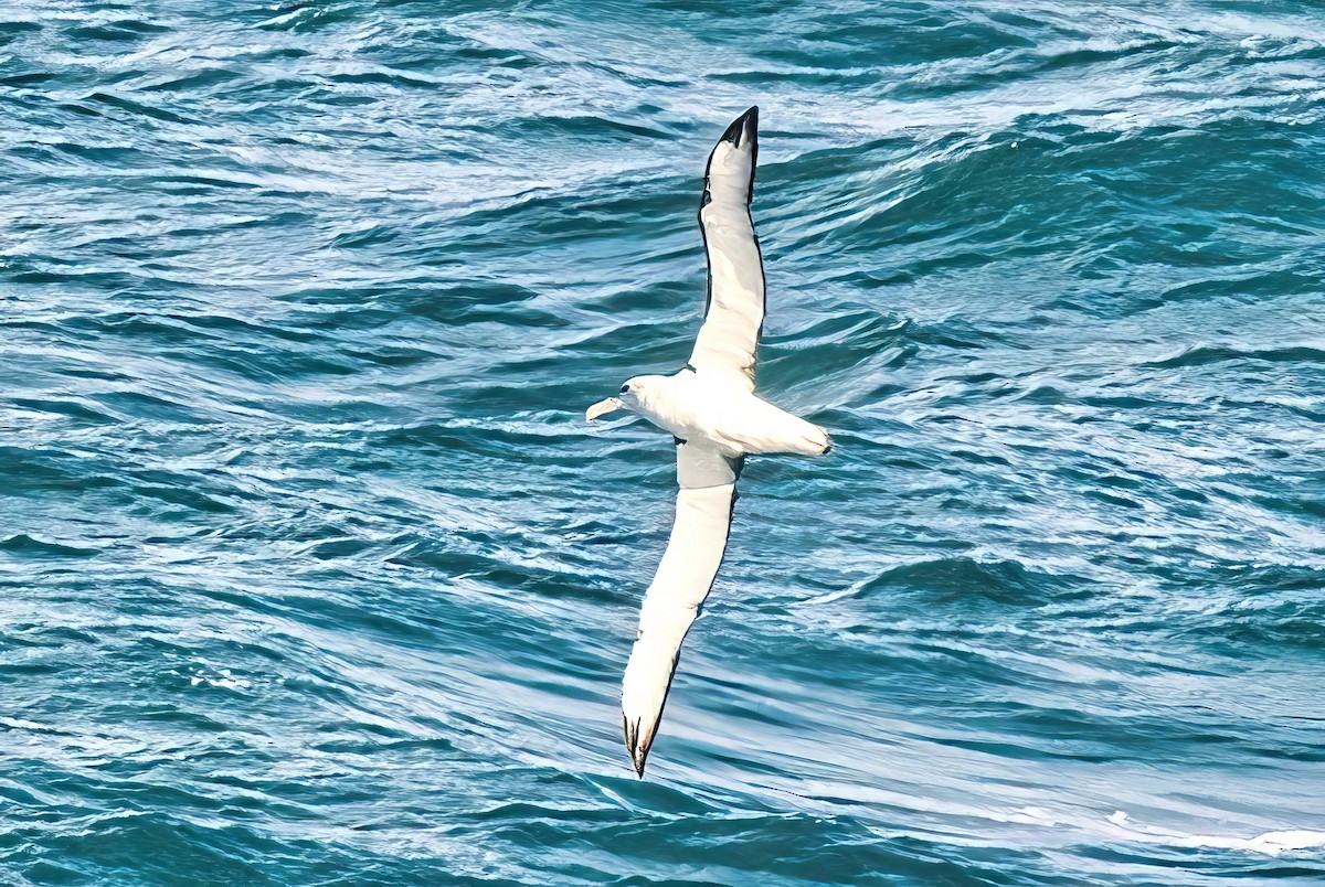 White-capped Albatross (cauta) - ML619248420