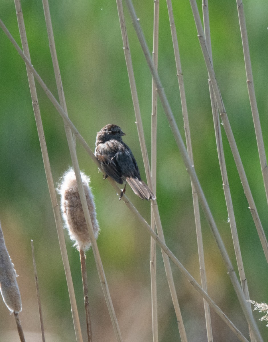 Song Sparrow (montana/merrilli) - ML619248436