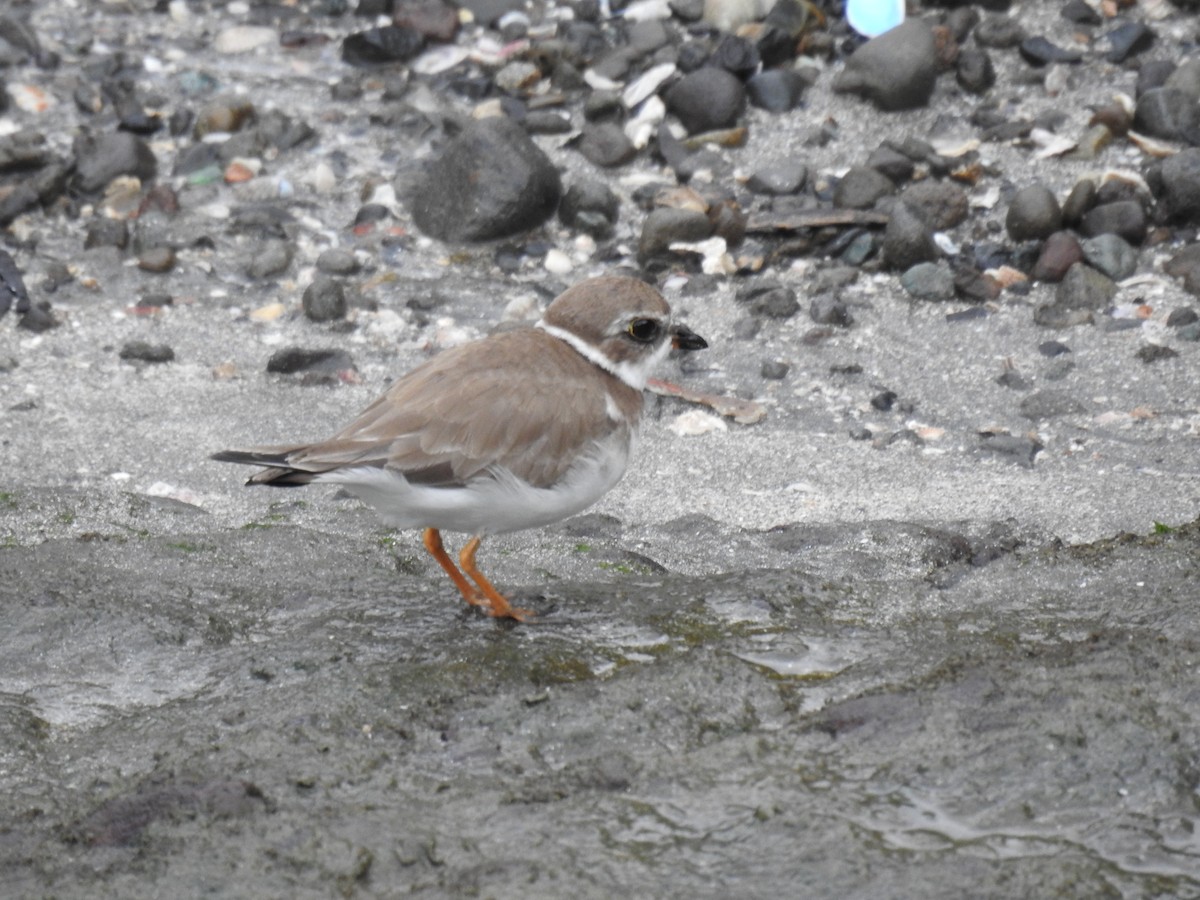 Semipalmated Plover - ML619248502