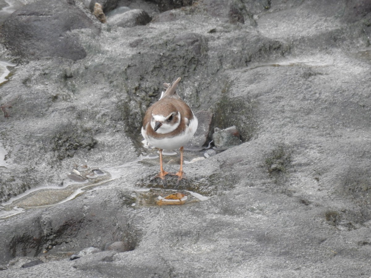 Semipalmated Plover - ML619248503