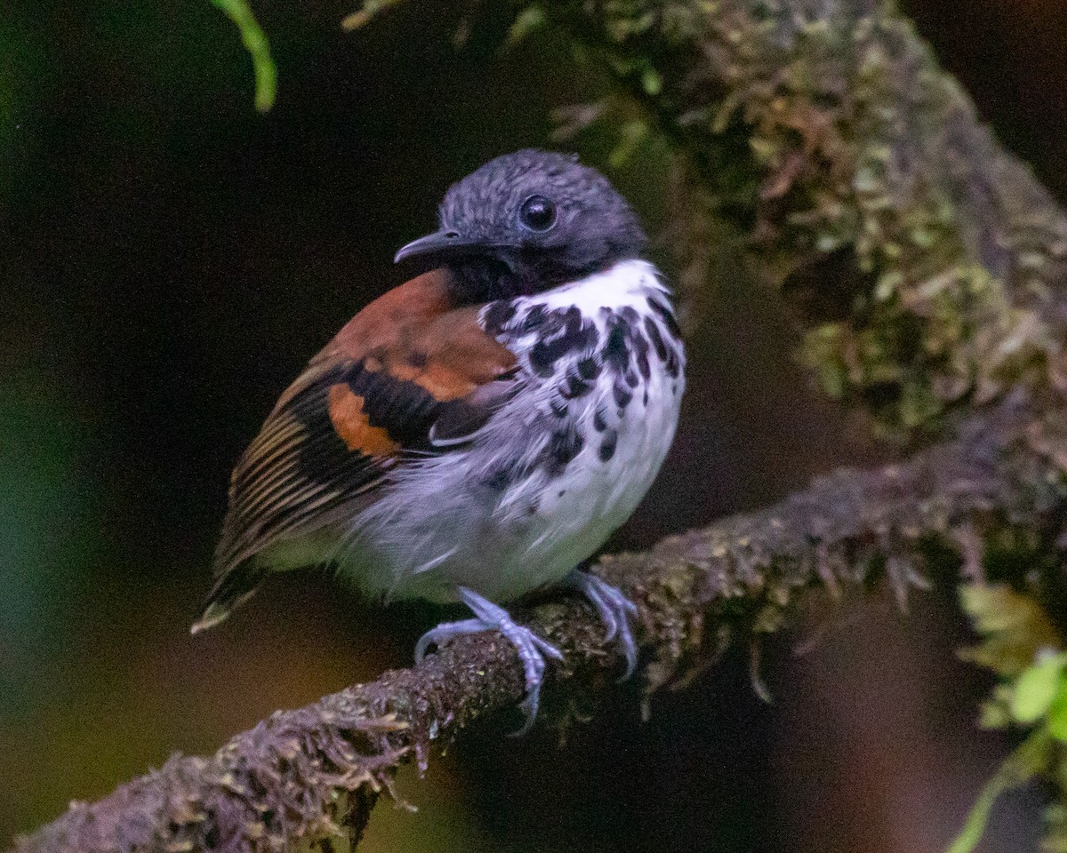 Spotted Antbird - ML619248507
