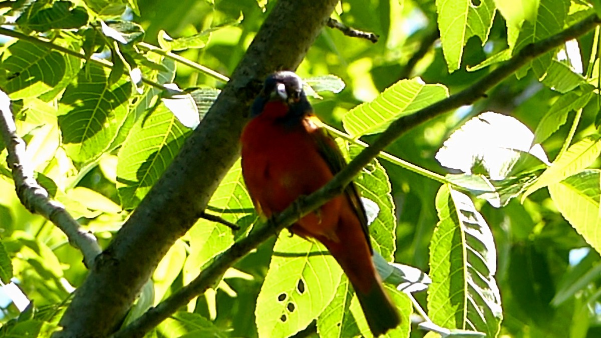 Painted Bunting - ML619248508