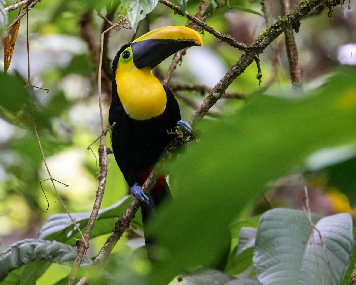 Toucan tocard (swainsonii) - ML619248563