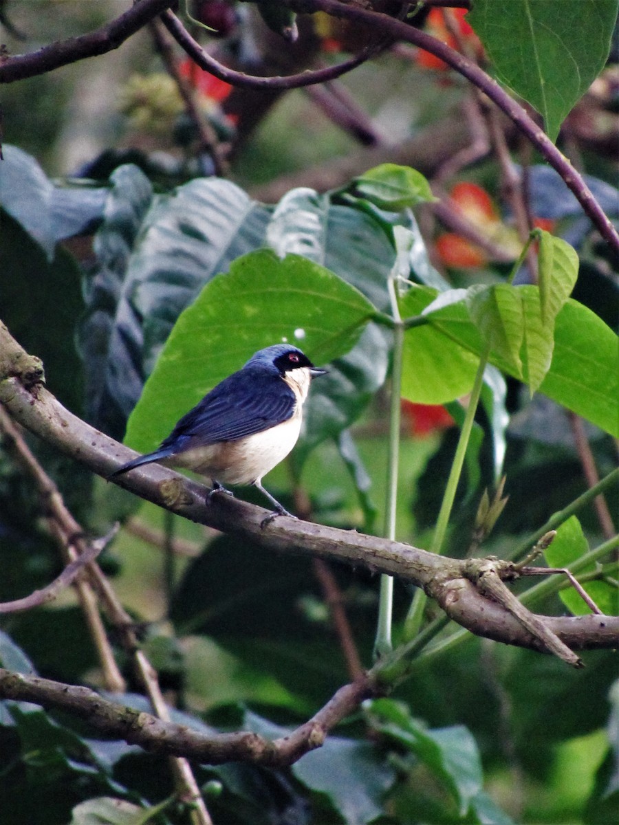 Fawn-breasted Tanager - ML619248564