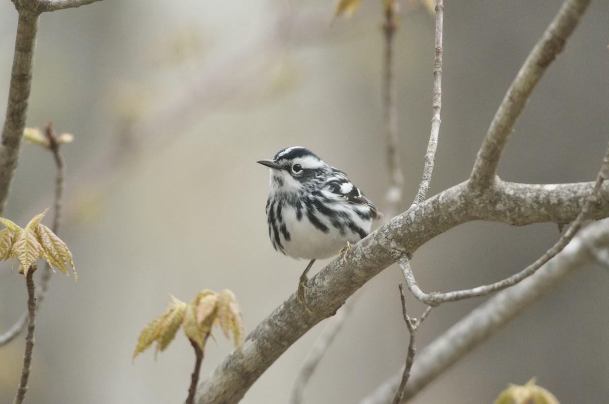 Black-and-white Warbler - ML619248570