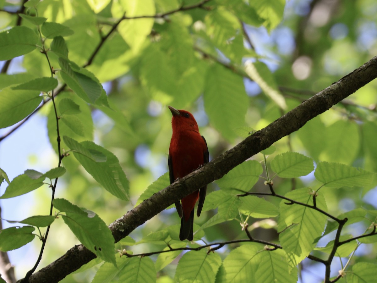 Scarlet Tanager - ML619248573