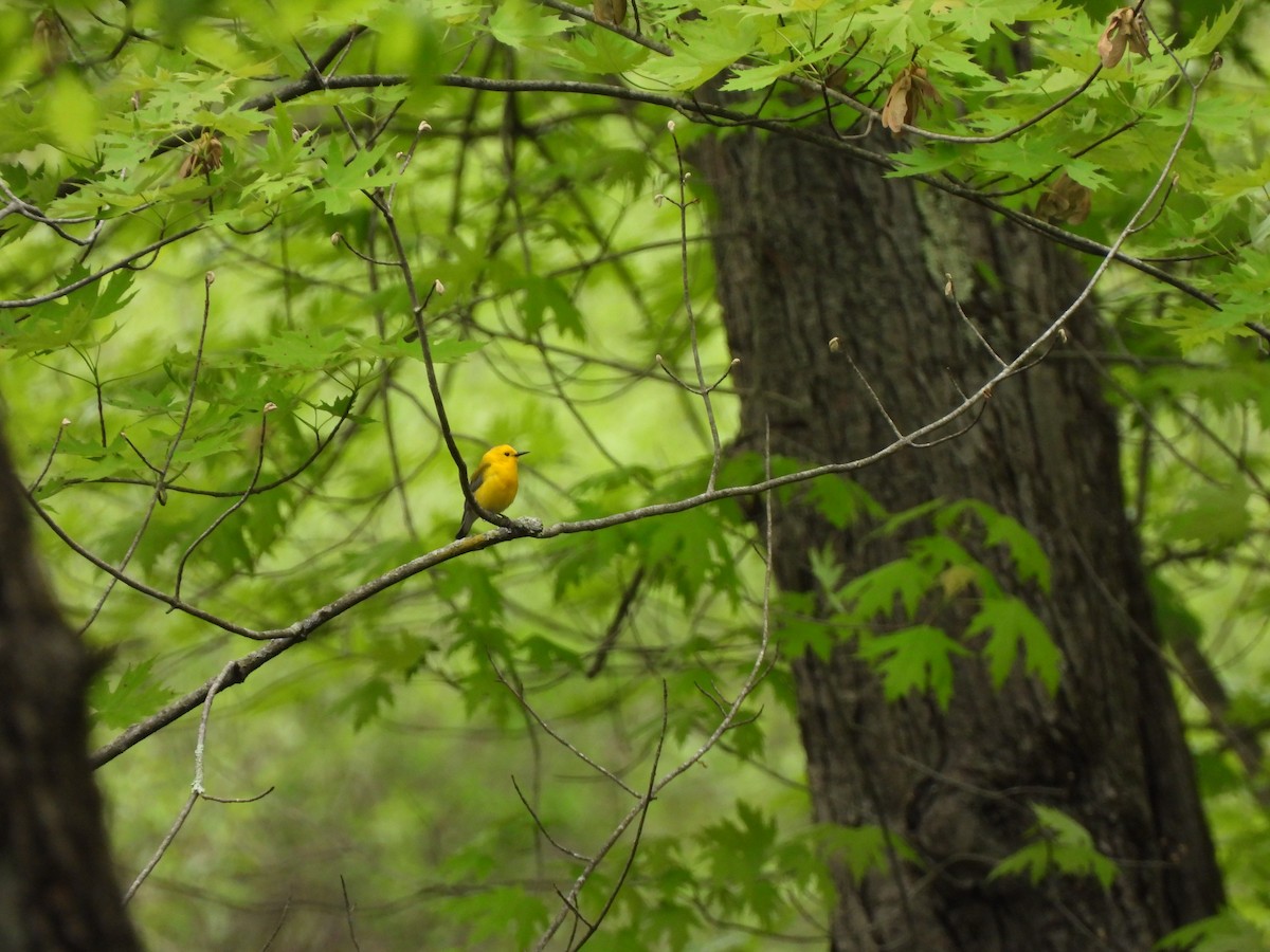 Prothonotary Warbler - ML619248619