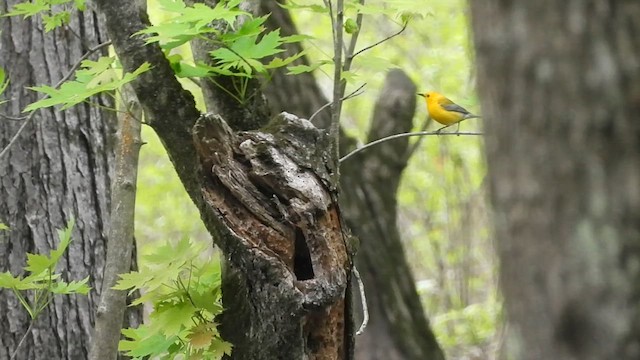 Prothonotary Warbler - ML619248630