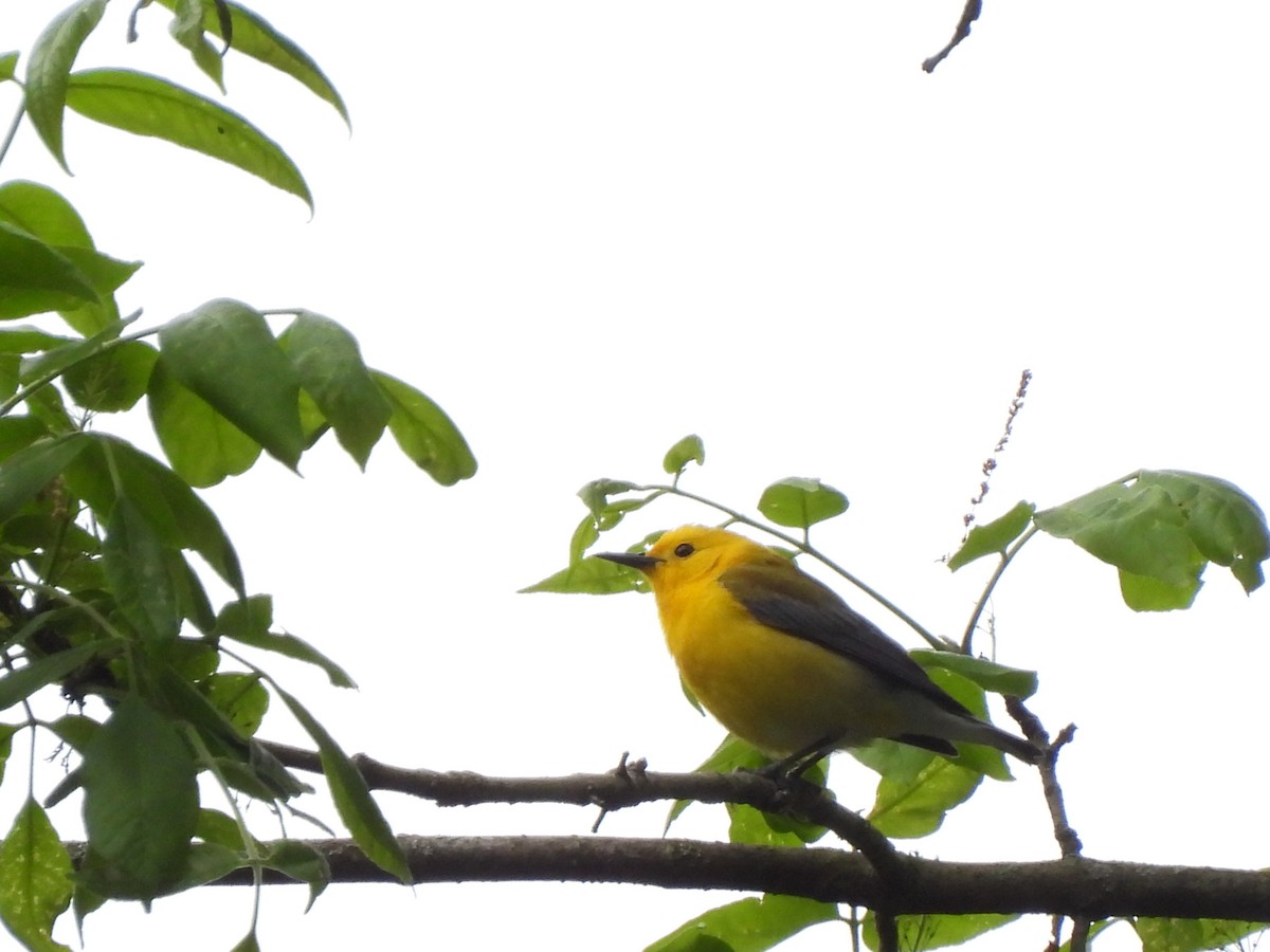 Prothonotary Warbler - ML619248641