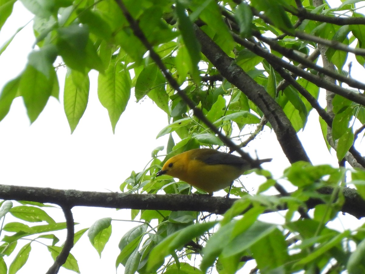 Prothonotary Warbler - ML619248643