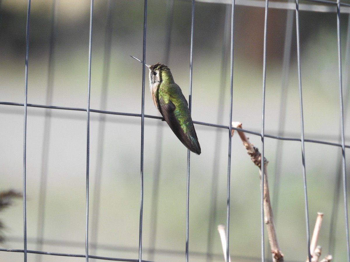 Broad-tailed Hummingbird - ML619248652
