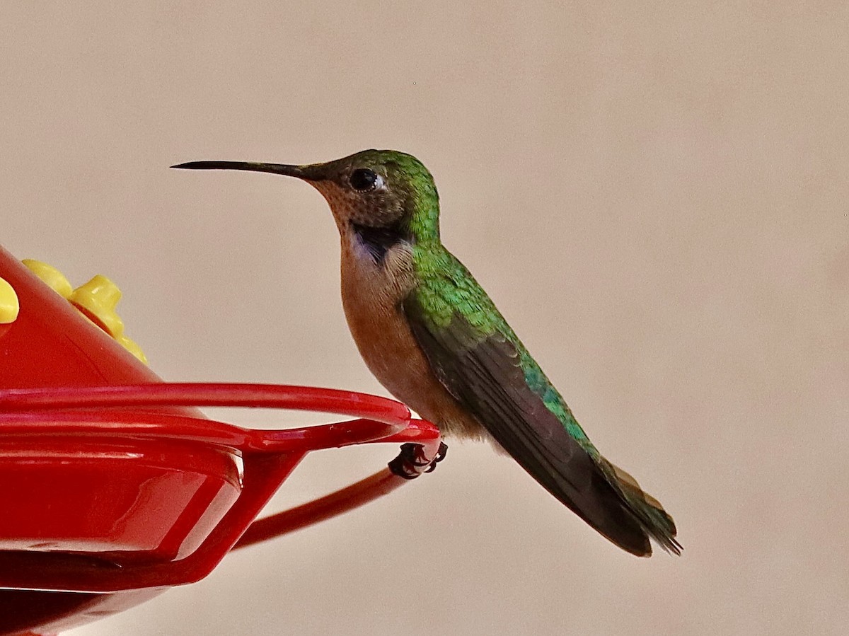 Broad-tailed Hummingbird - ML619248653
