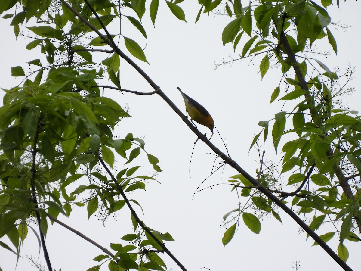 Prothonotary Warbler - ML619248654