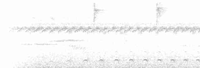 Weißbrust-Ameisenwürger - ML619248660
