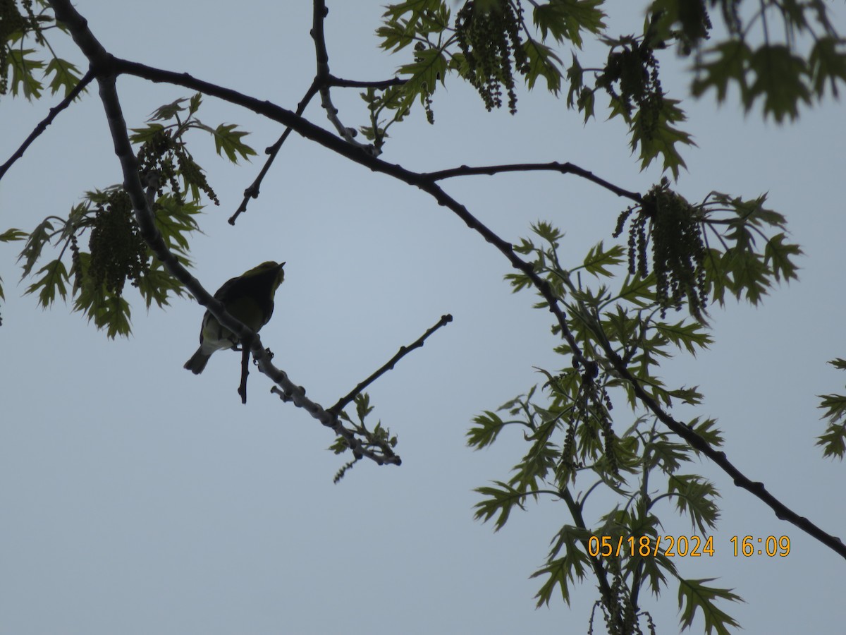 Black-throated Green Warbler - ML619248717