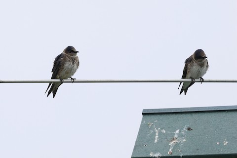 Purple Martin - Chris Daly