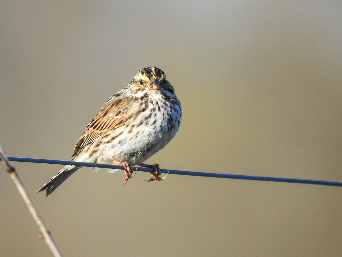 Savannah Sparrow - ML619248773