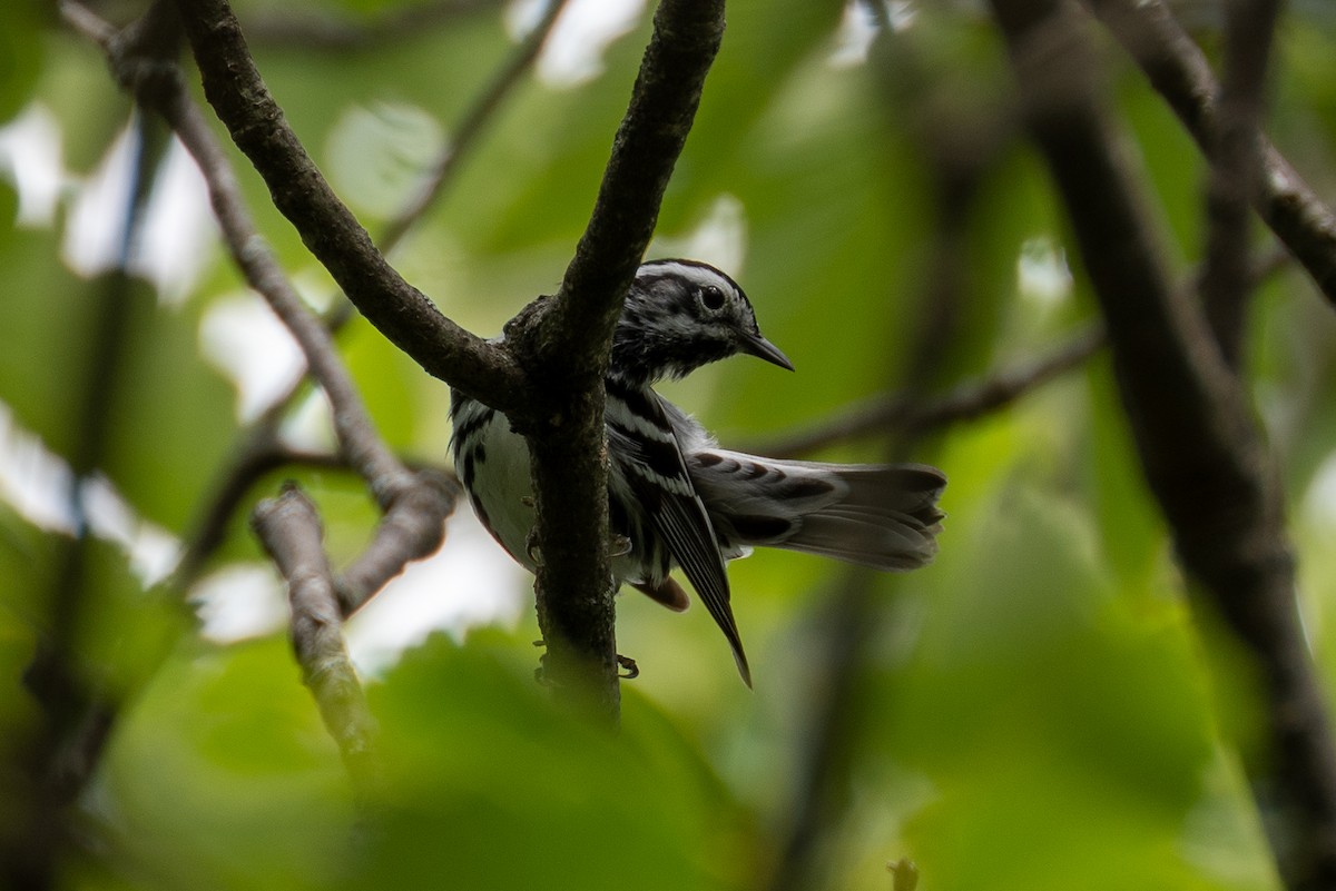 Black-and-white Warbler - ML619248791