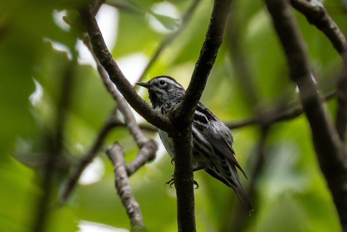 Black-and-white Warbler - ML619248792