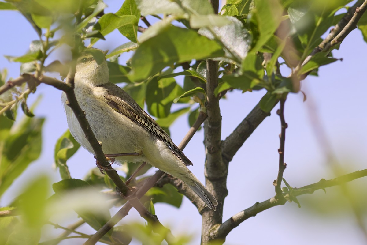 Common Reed Warbler - ML619248831