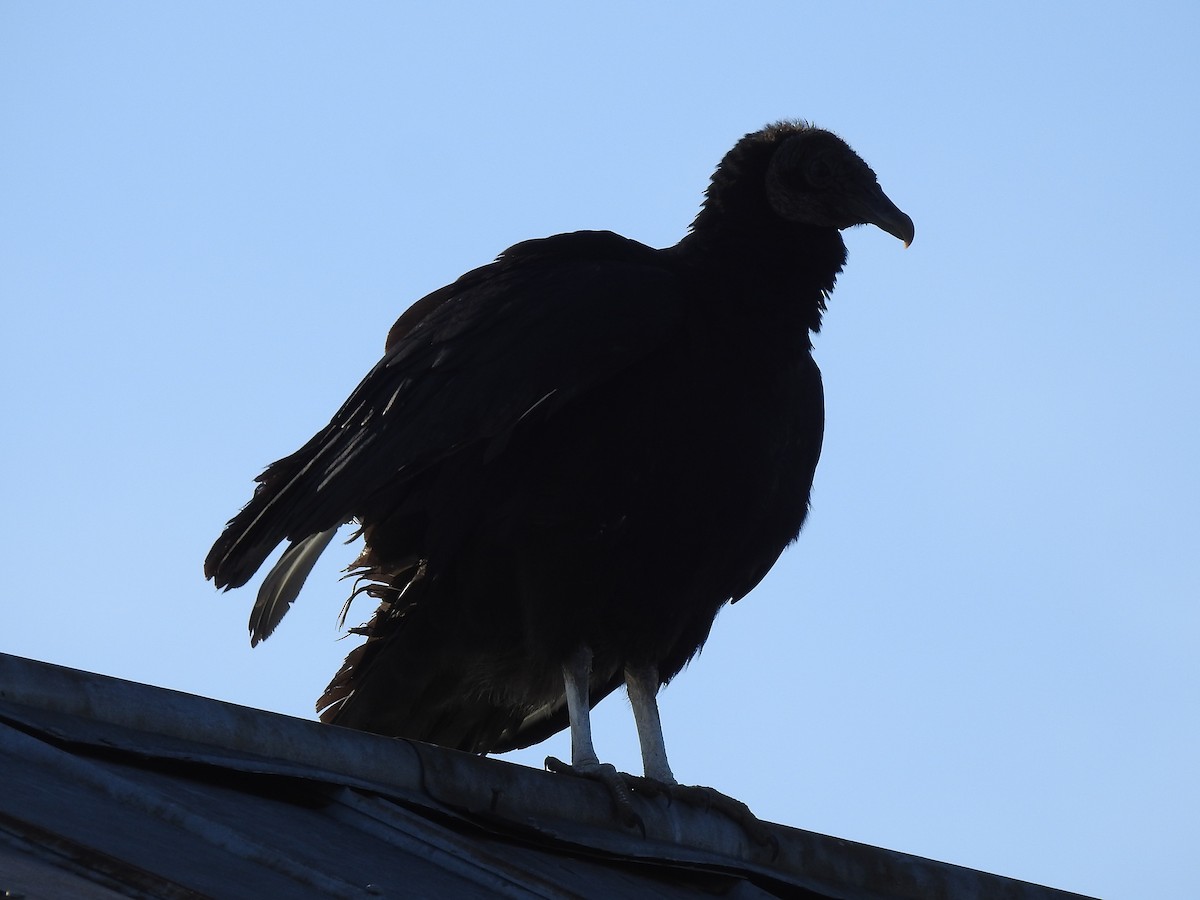 Black Vulture - ML619248832