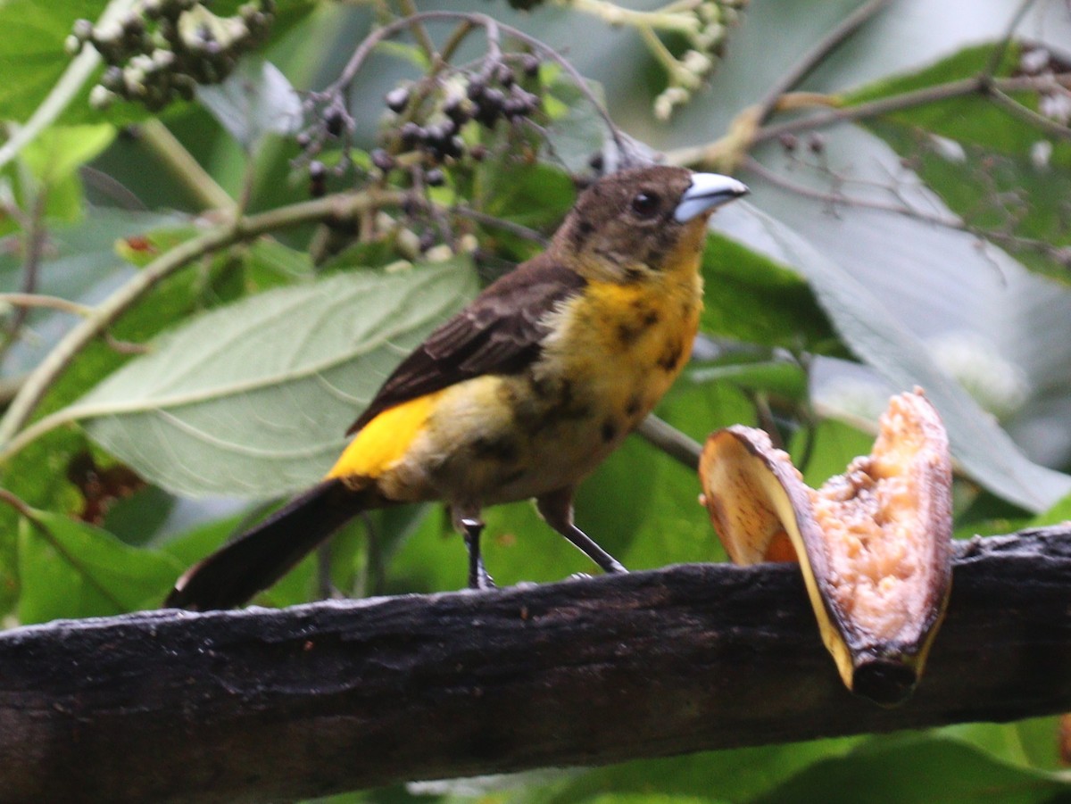 Flame-rumped Tanager - ML619248851