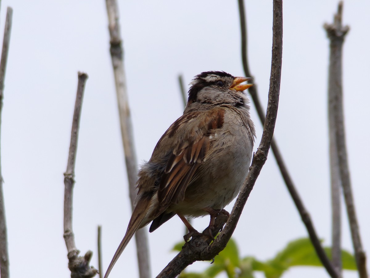 White-crowned Sparrow - ML619248873