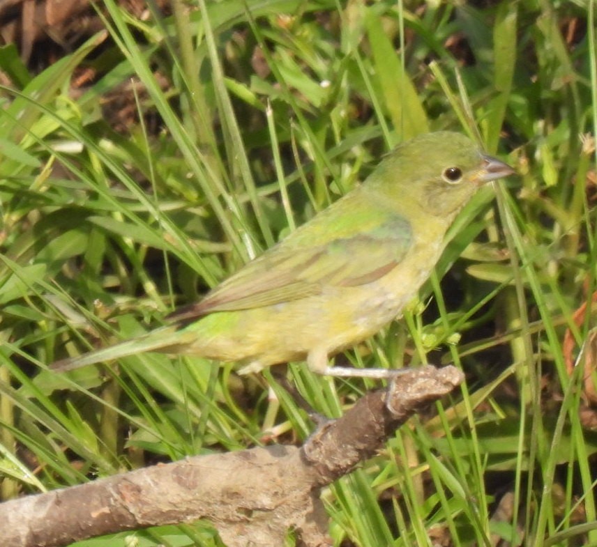 Painted Bunting - ML619248875