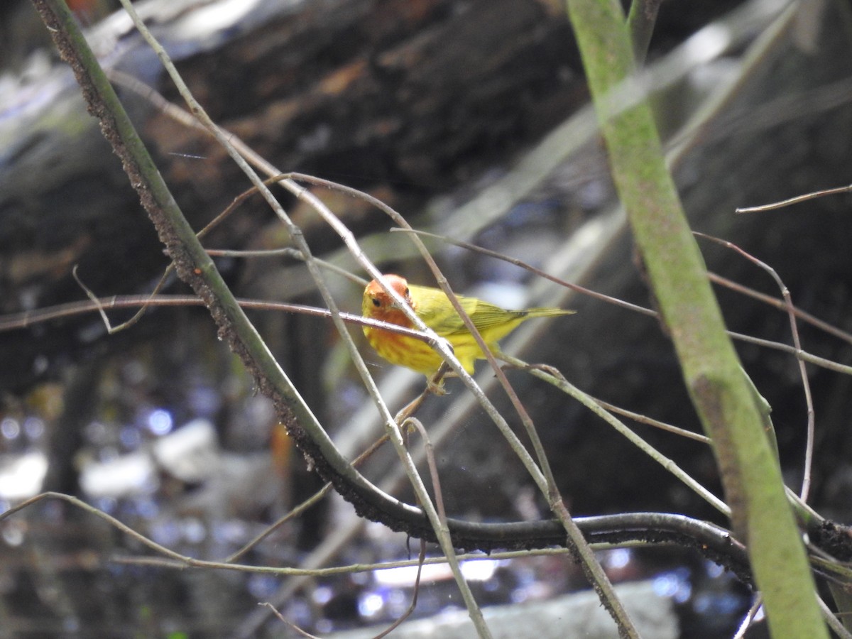 Yellow Warbler - ML619248878