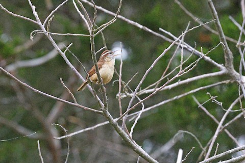 Carolina Wren - Chris Daly