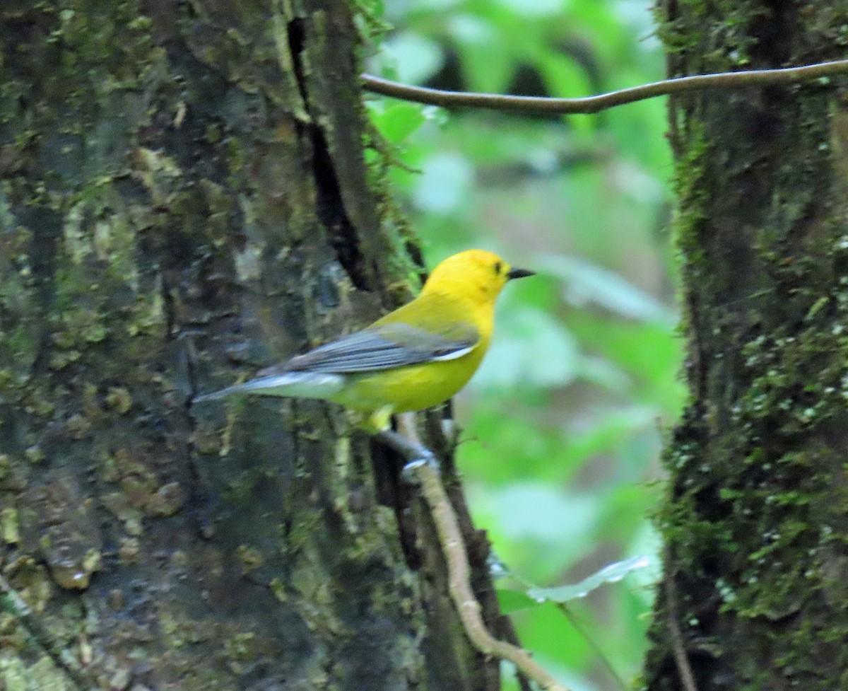 Prothonotary Warbler - ML619248964