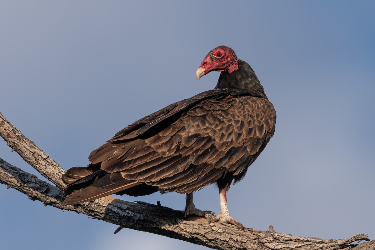 Turkey Vulture - ML619249015