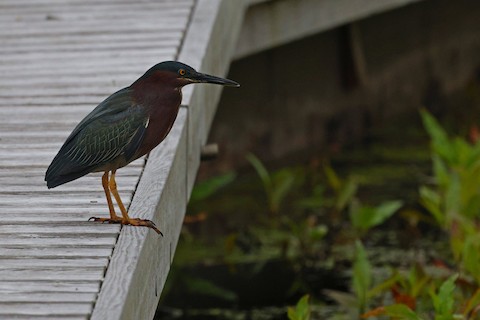 Green Heron - Chris Daly