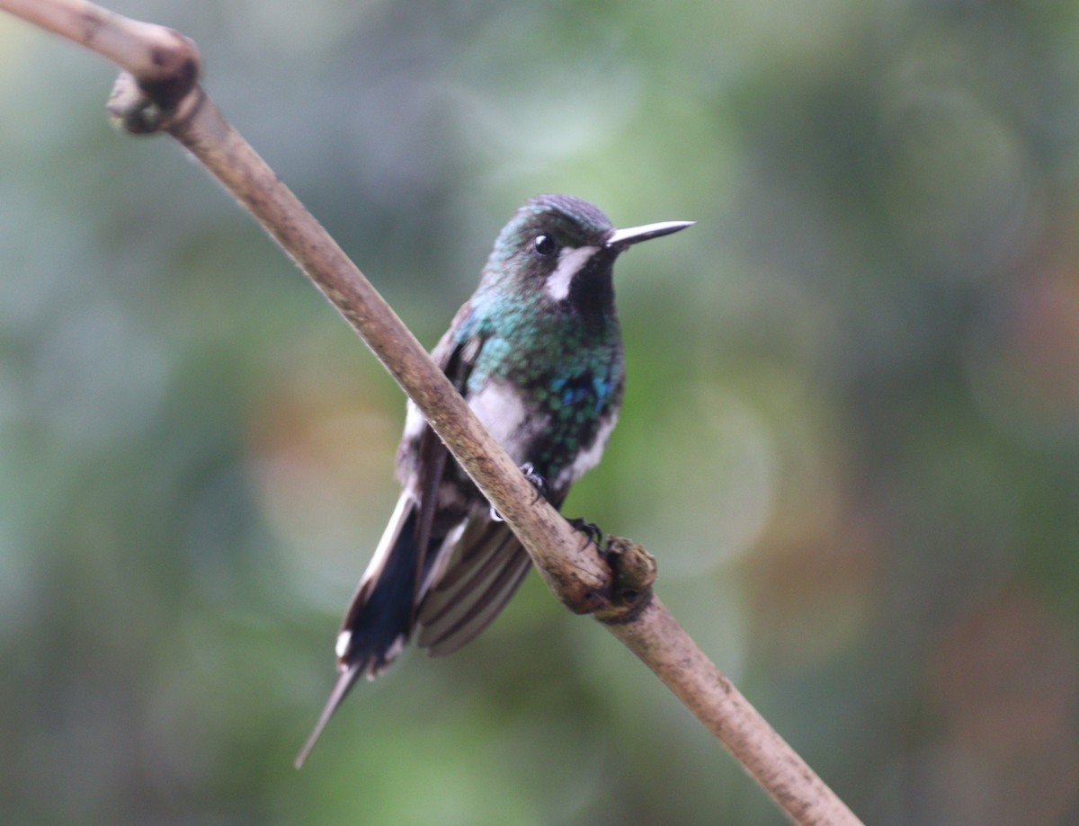 kolibřík trnoocasý - ML619249057