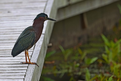 Green Heron - Chris Daly