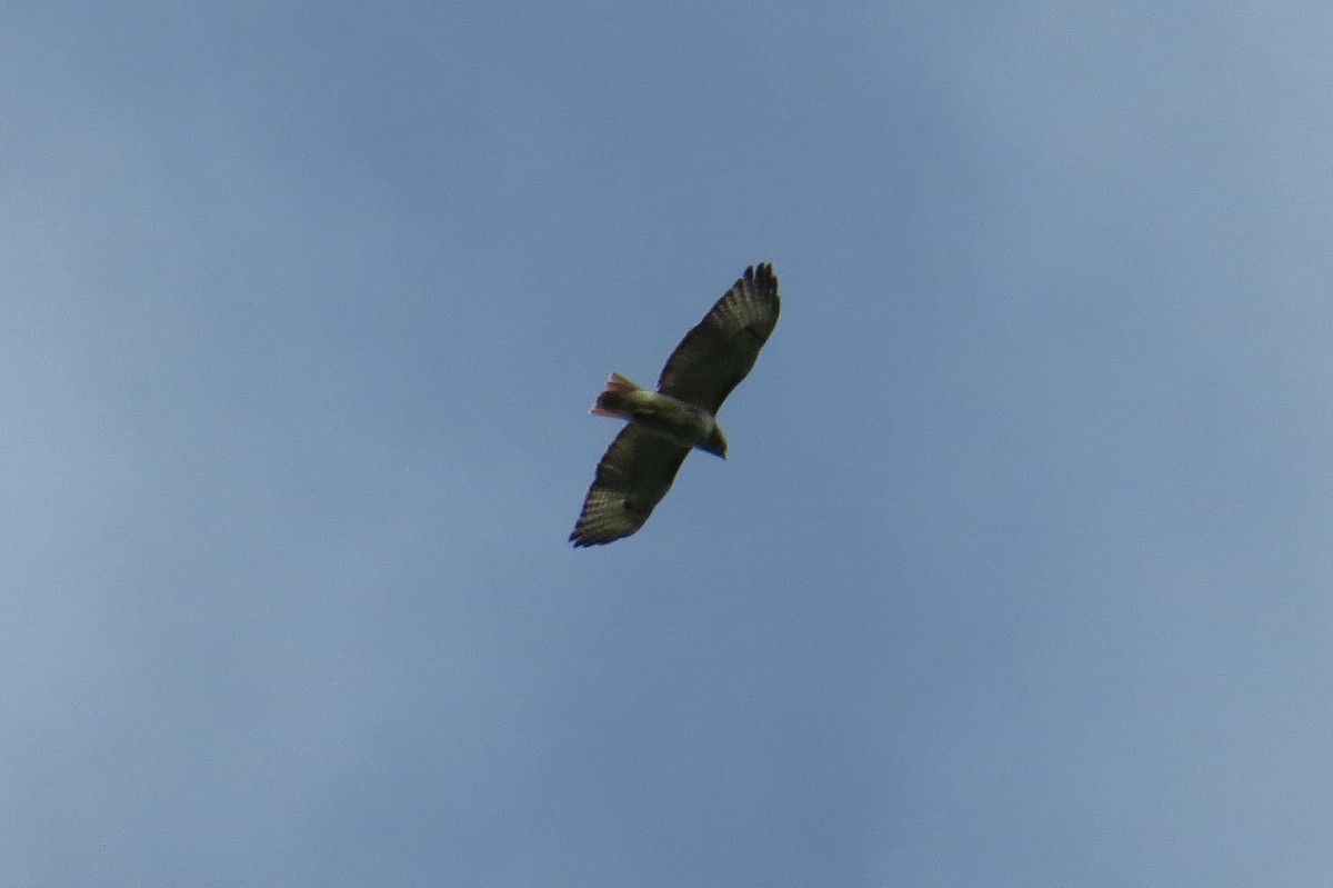 Red-tailed Hawk - ML619249094