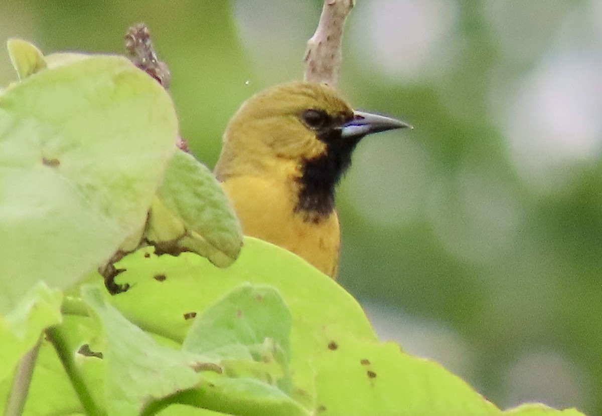 Orchard Oriole - ML619249130