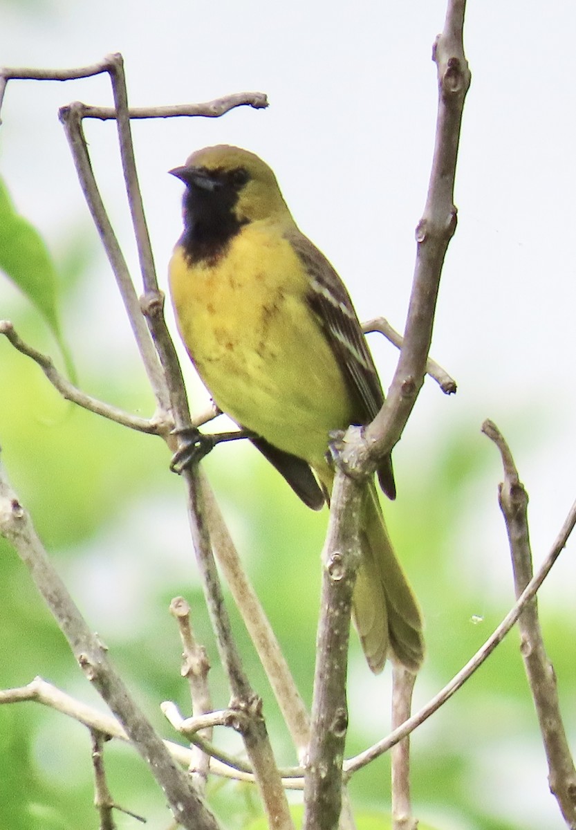 Orchard Oriole - ML619249131