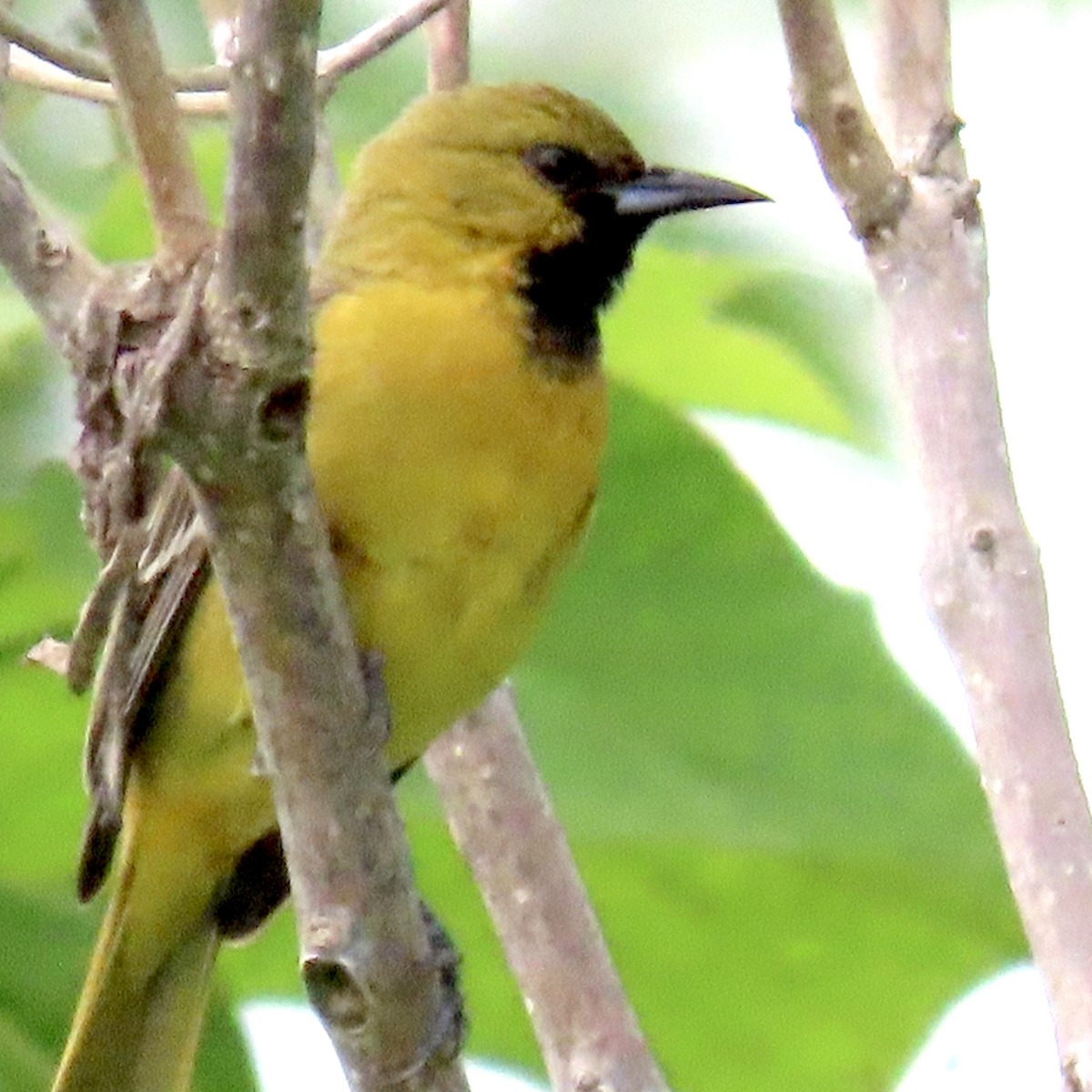 Orchard Oriole - ML619249132