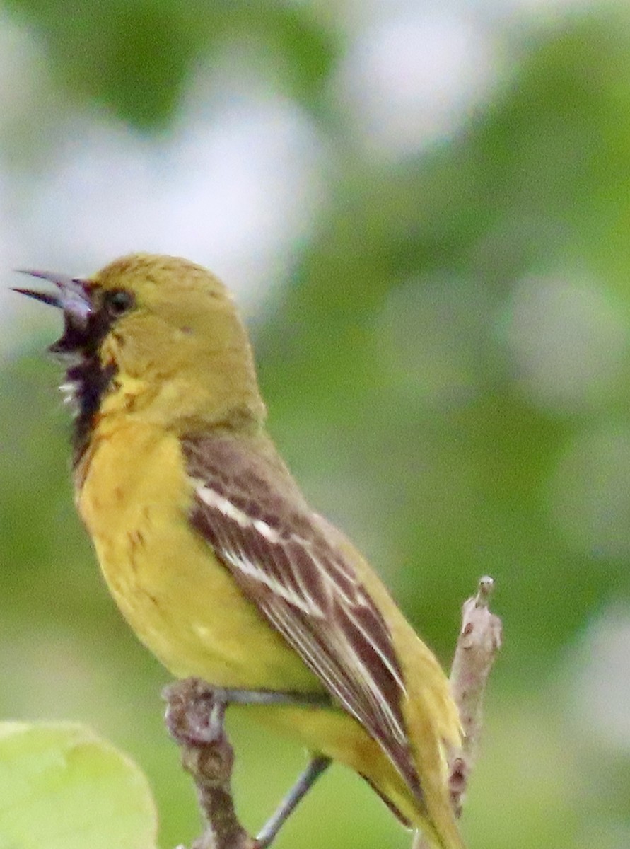 Orchard Oriole - ML619249133