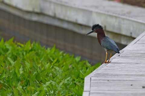 Green Heron - Chris Daly