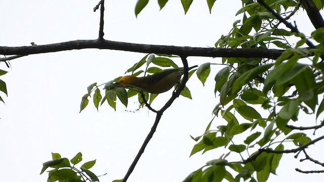 Prothonotary Warbler - ML619249159