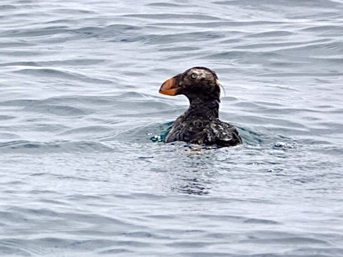 Tufted Puffin - ML619249201