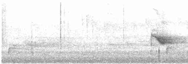 Дрізд-короткодзьоб канадський - ML619249205