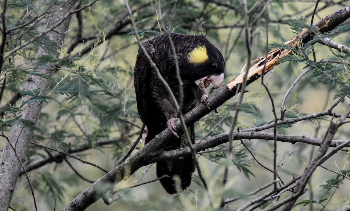 Yellow-tailed Black-Cockatoo - ML619249212