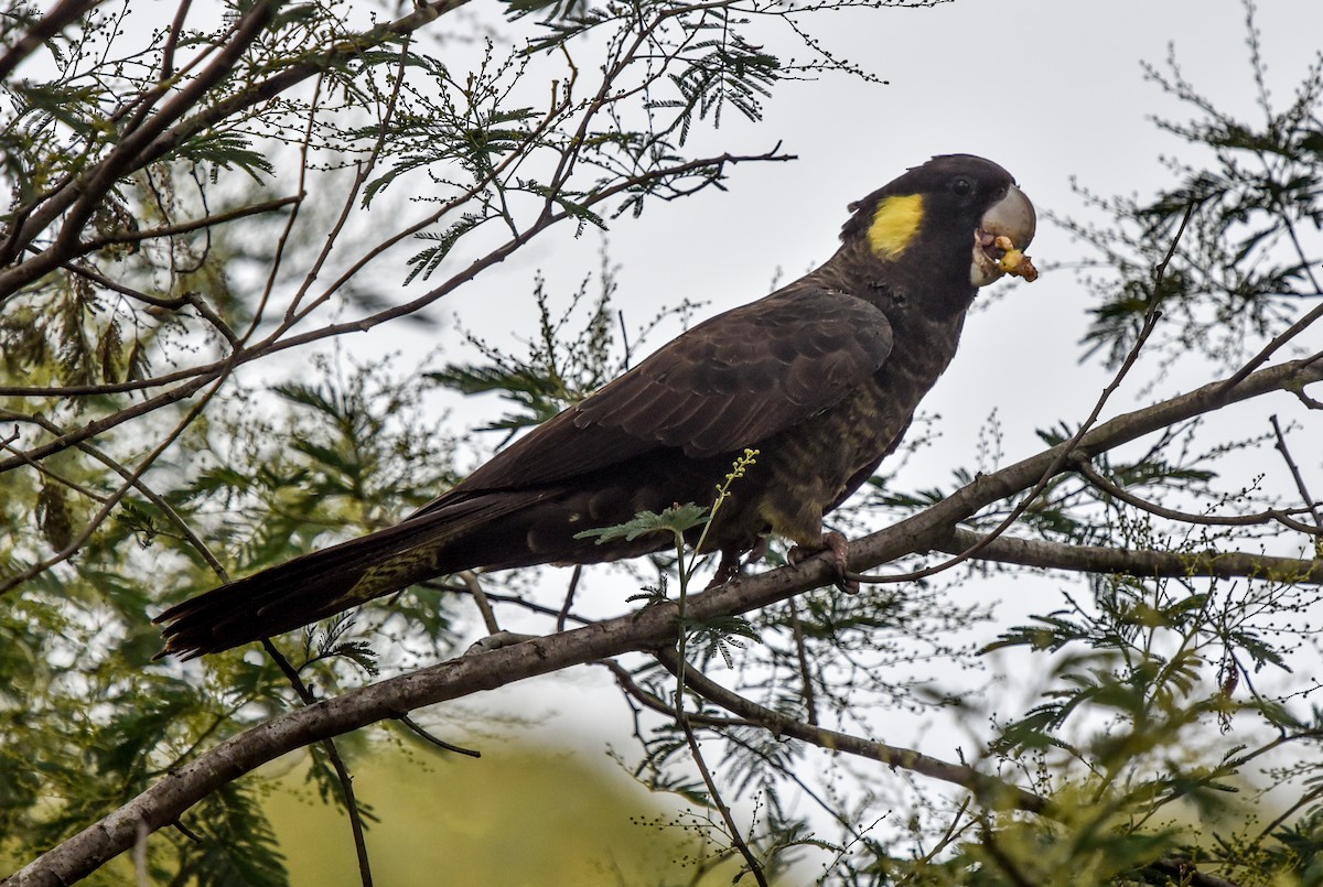 Yellow-tailed Black-Cockatoo - ML619249215